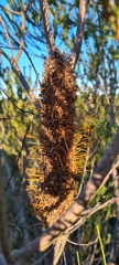 Banksia ericifolia