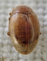 Rhyzobius litura