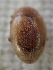 Rhyzobius litura