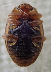 Rhyzobius litura
