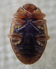 Rhyzobius litura