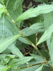 Persicaria longiseta
