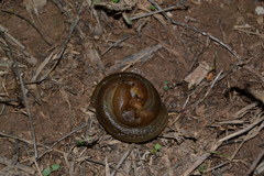 Geomalacus anguiformis