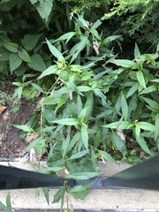 Persicaria longiseta