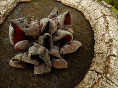 Auricularia auricula-judae