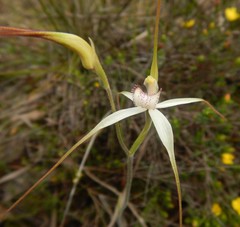 Caladenia colorata