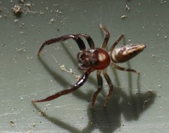 Opisthoncus grassator