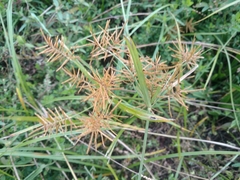 Cyperus esculentus leptostachyus