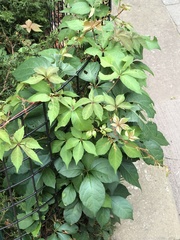 Parthenocissus quinquefolia
