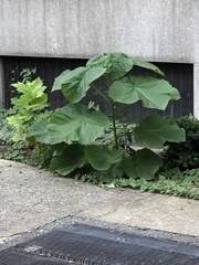 Paulownia tomentosa
