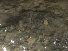 Catostomus commersonii