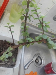 Portulacaria afra