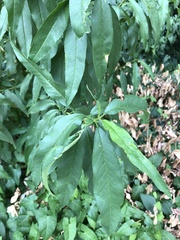 Prunus persica