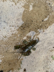 Cambarus acuminatus