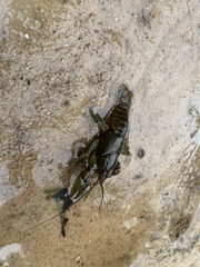 Cambarus acuminatus
