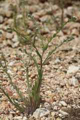 Lappula occidentalis cupulata