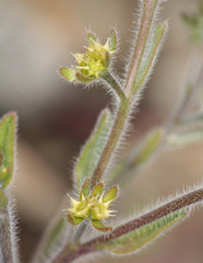Lappula occidentalis cupulata