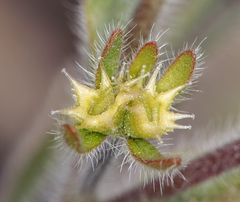 Lappula occidentalis cupulata