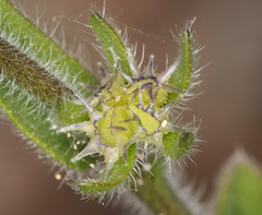 Lappula occidentalis cupulata