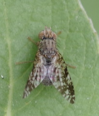 Tephritis vespertina