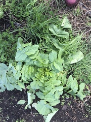 Raphanus sativus longipinnatus