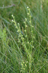 Lappula redowskii redowskii