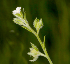 Lappula redowskii redowskii