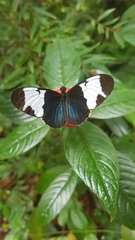 Heliconius sapho leuce