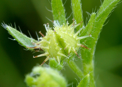 Lappula redowskii redowskii