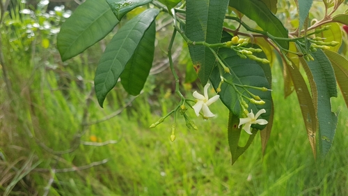 Image of Tabernaemontana alba by (c) Martín Sánchez Vilchis, some rights reserved (CC BY-SA)