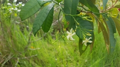 Tabernaemontana alba