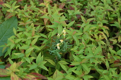 Linaria vulgaris