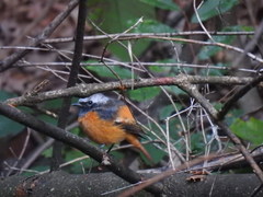 Phoenicurus auroreus