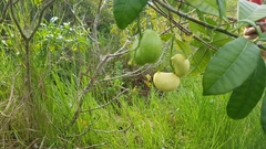 Tabernaemontana alba