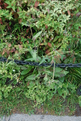 Sonchus oleraceus