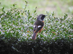 Phoenicurus auroreus