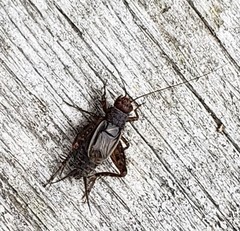 Allonemobius tinnulus