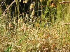 Trifolium sylvaticum