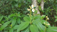 Miconia subhirsuta