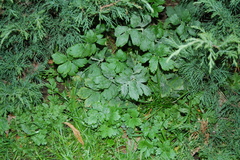 Ranunculus repens