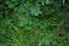 Ranunculus repens
