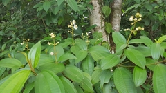 Miconia subhirsuta