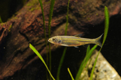 Opsariichthys bidens