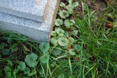 Glechoma hederacea