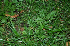 Argentina anserina