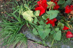 Sonchus oleraceus