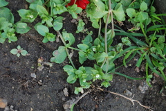 Stellaria media