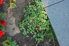 Stellaria media