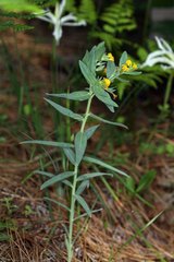 Lithospermum californicum