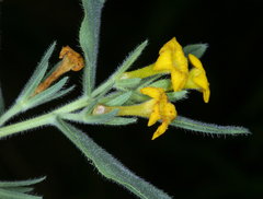 Lithospermum californicum